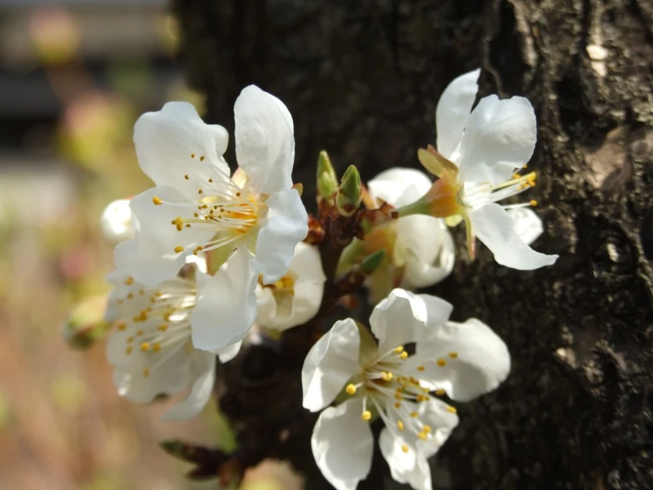 DSCF1615.JPG?type=w1