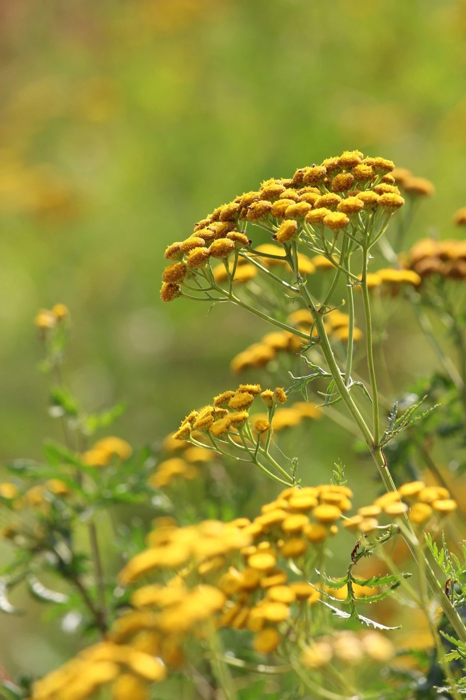 tansy-7379680_1920.jpg?typew1