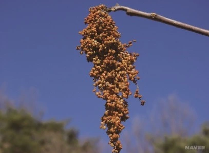 %EC%9B%B9_%EC%BA%A1%EC%B2%98_26-11-2022_15342_terms.naver.com.jpeg?type=w1