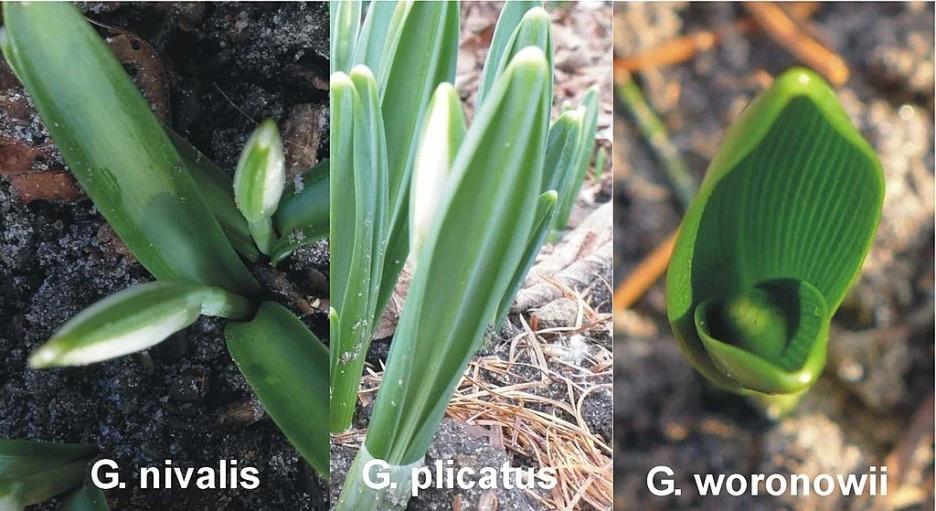 1024px-Galanthus_vernation_types.jpg?type=w1