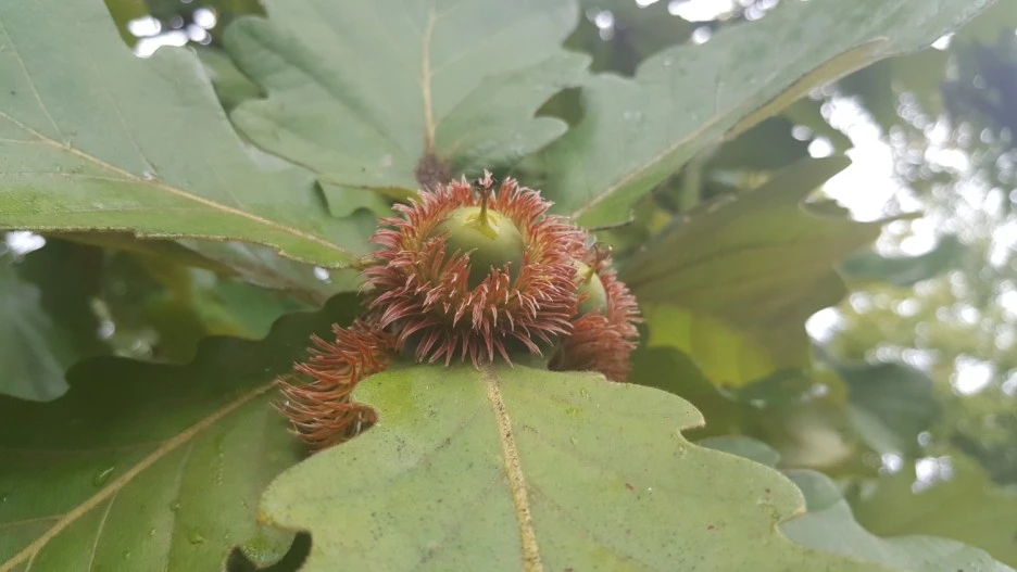 ca71_12_i1_%EB%96%A1%EA%B0%88%EB%82%98%EB%AC%B4.jpg?type=w1