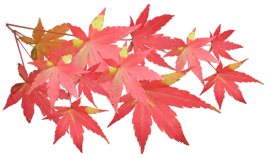 leaves-3417363_1920.png?type=w1