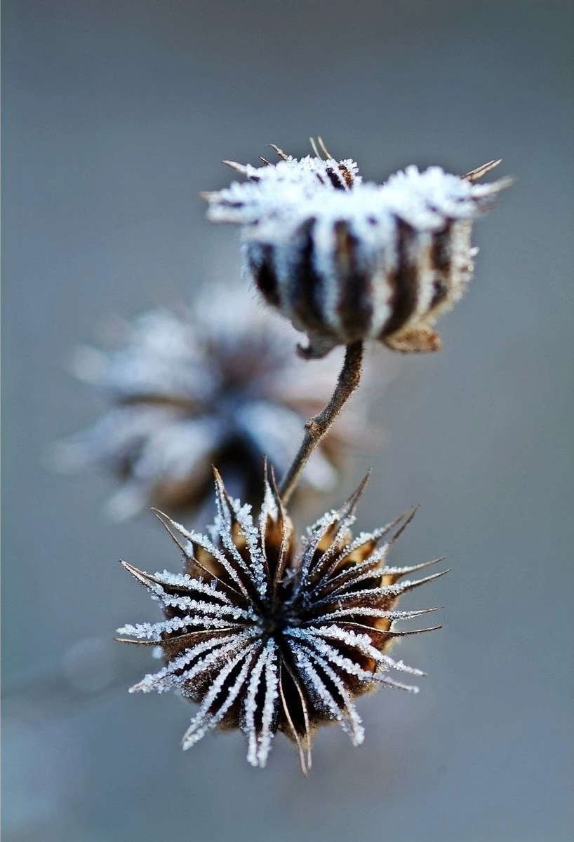 dscf0600_backma1_%EA%B5%AD%EB%A6%BD%EC%A4%91%EC%95%99%EA%B3%BC%ED%95%99%EA%B4%80_-_%EC%8B%9D%EB%AC%BC%EC%A0%95%EB%B3%B4.jpg?type=w1