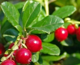 웹 캡처_9-10-2022_17549_blog.naver.com.jpeg