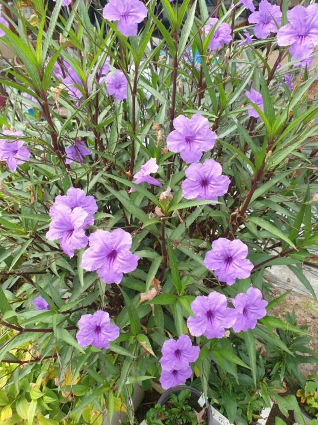 %EB%8B%A4%EC%9A%B4%EB%A1%9C%EB%93%9C_(3).jpg?type=w1