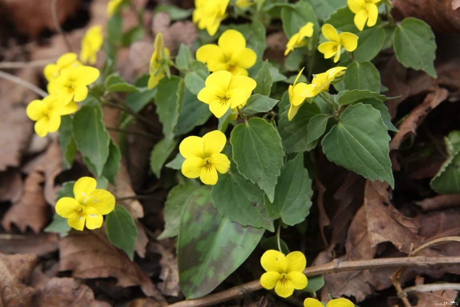 ib58_1023_i5_%EB%A6%BD%EC%88%98%EB%AA%A9%EC%9B%90_%EA%B5%AD%EA%B0%80%EC%83%9D%EB%AC%BC%EC%A2%85%EC%A7%80%EC%8B%9D%EC%A0%95%EB%B3%B4.jpg?type=w1