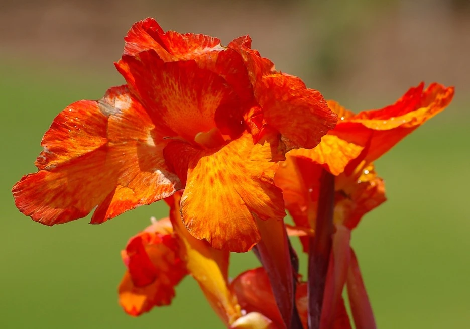 canna-lily-491081_1920.jpg?type=w1