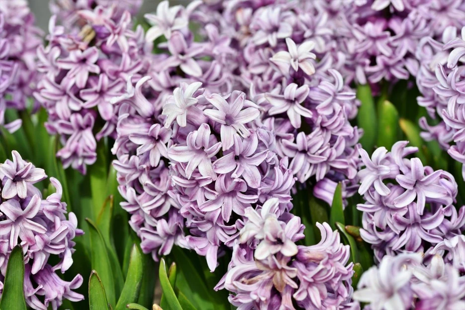hyacinth-4770926_1920.jpg?type=w1
