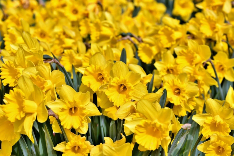 daffodil-4116326_1920.jpg?type=w1