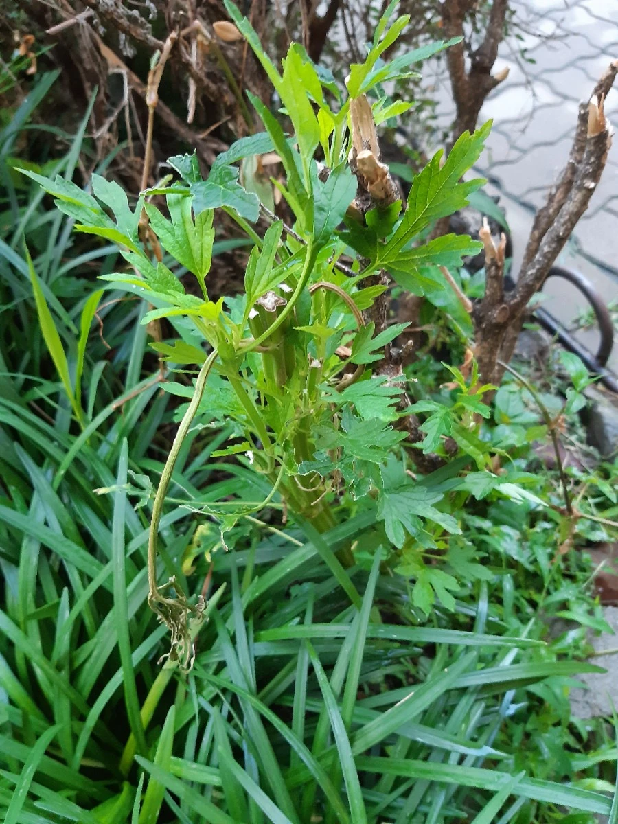 20210708%EF%BC%BF054316.jpg?type=w1