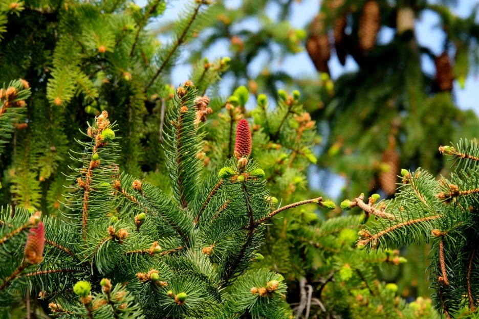 fir-trees-2288229_1920.jpg?type=w1