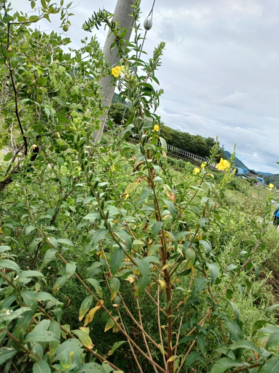 20220903%EF%BC%BF115344.jpg?type=w1