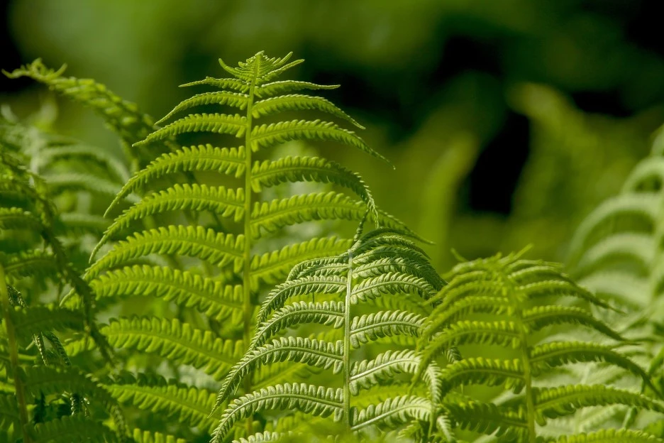 ferns-3378058_1920.jpg?type=w1