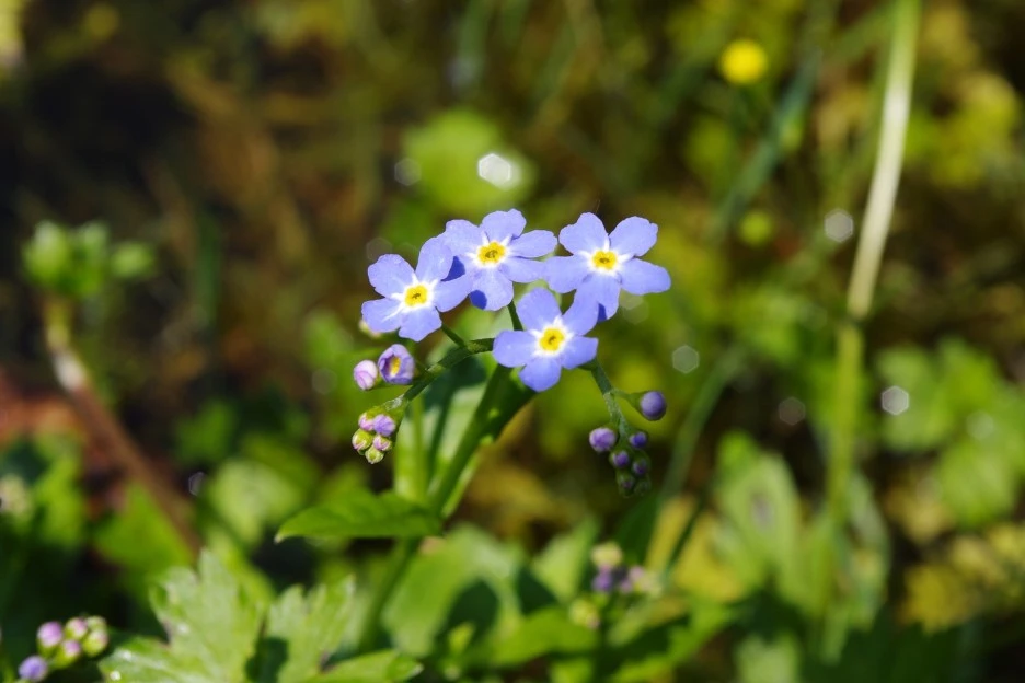 forget-me-not-1808196_1920.jpg?type=w1