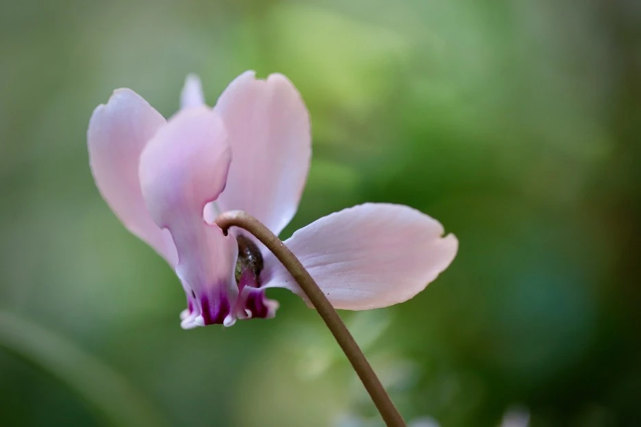 cyclamen-7436382_1920.jpg?type=w1