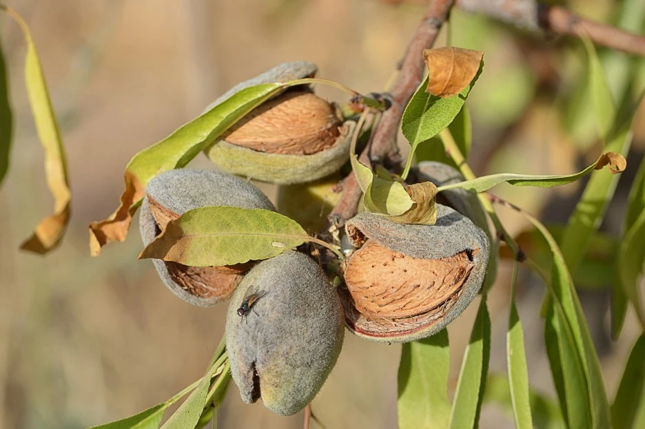 almonds-2667064_1920.jpg?type=w1