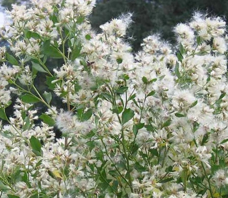 SE-0bbb5818-aec5-4b65-a30f-3936dc35566b.jpg?typew1