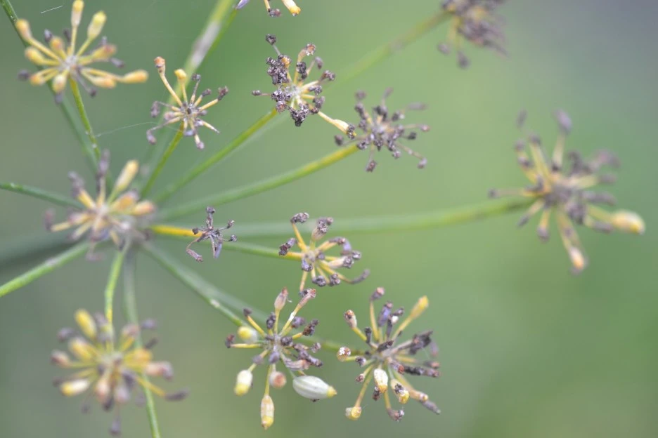 fennel-545746_1920.jpg?type=w1