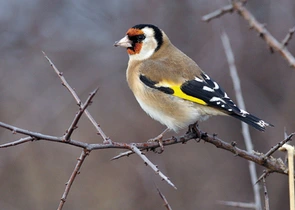 001153_50_033080.jpg?seek=1422877935