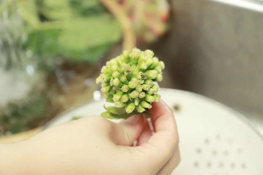 20220410103212%EF%BC%BFIMG%EF%BC%BF2946.JPG?type=w1