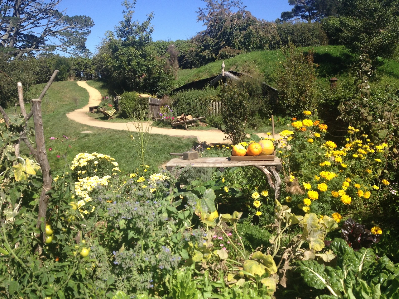 미서니 누질런드 2415.JPG