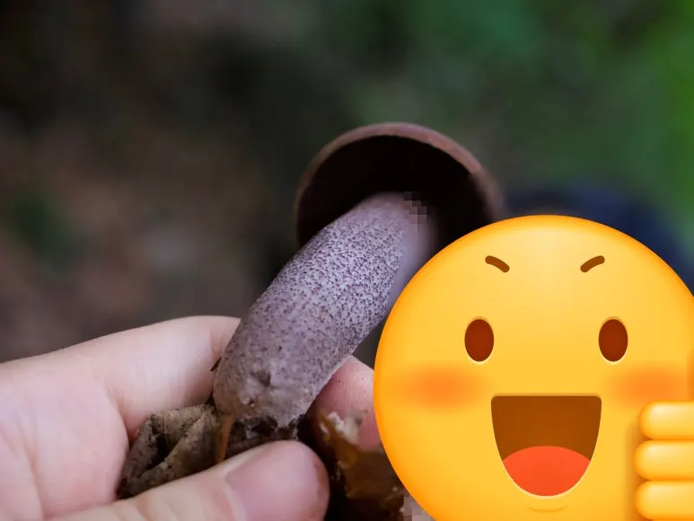 SE-94e0bd16-21cd-467c-888f-e416861af0dc.jpg?type=w773