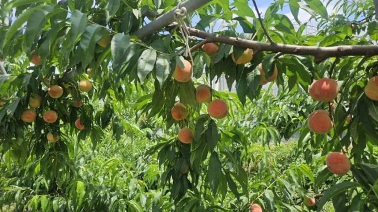 900%EF%BC%BF20250628%EF%BC%BF114858.jpg?type=w773