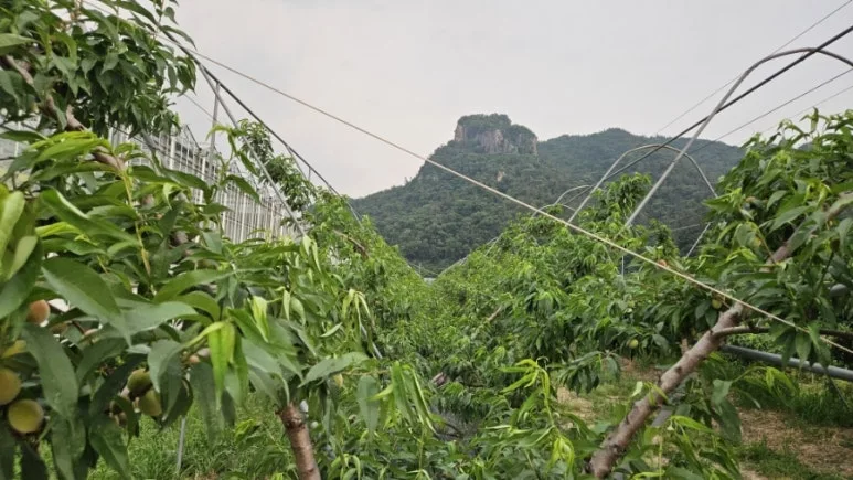 900%EF%BC%BF20250529%EF%BC%BF185137.jpg?type=w773