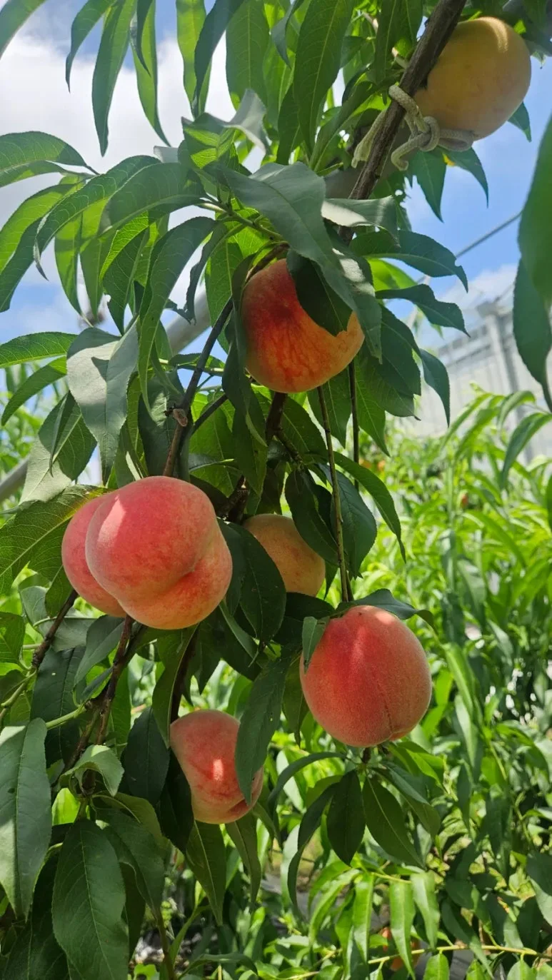 900%EF%BC%BF20250628%EF%BC%BF114939.jpg?type=w773