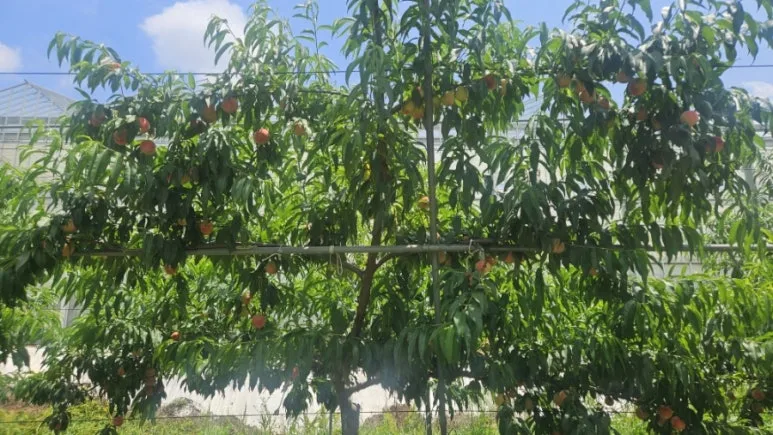 900%EF%BC%BF20250628%EF%BC%BF114659.jpg?type=w773