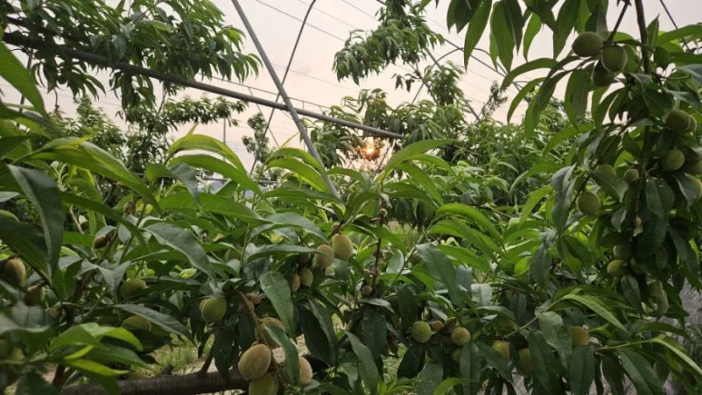 900%EF%BC%BF20250529%EF%BC%BF185029.jpg?type=w773