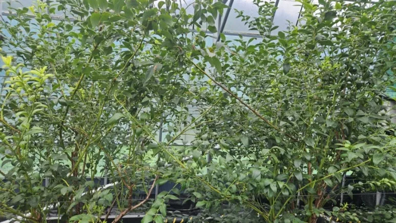 900%EF%BC%BF20250716%EF%BC%BF104328.jpg?type=w773