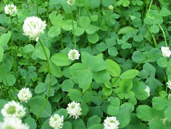 %ED%81%B4%EB%A1%9C%EB%B2%84.jpg?type=w580