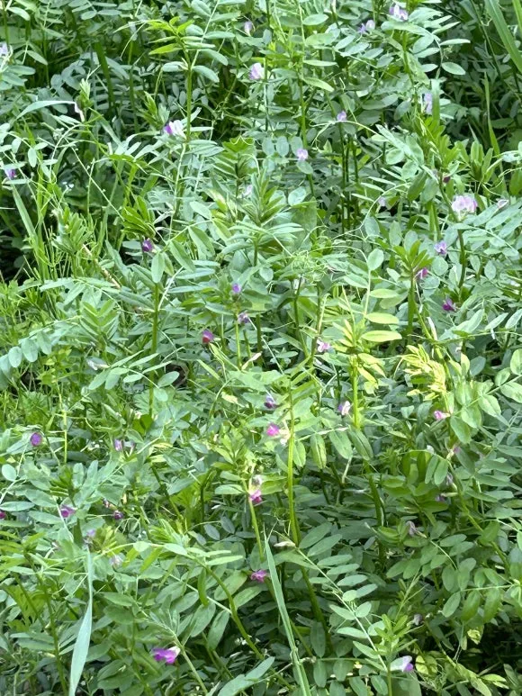 IMG_5480.JPG?type=w580