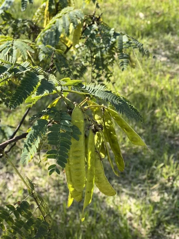 %EC%9E%90%EA%B7%80%EB%82%98%EB%AC%B4%EC%97%B4%EB%A7%A4.jpg?type=w580