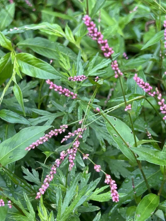 IMG_7042.JPG?type=w580