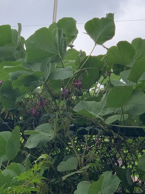 %EC%B9%A1%EC%97%B4%EB%A7%A4.JPG?type=w580