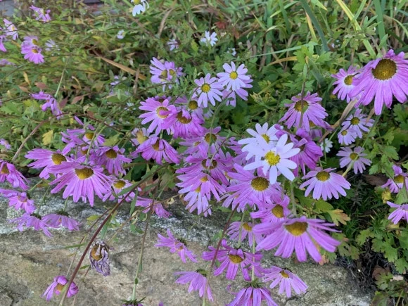 IMG_0408.JPG?type=w580