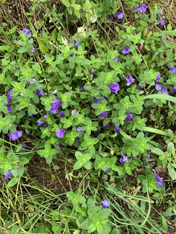 IMG_9172.JPG?type=w580