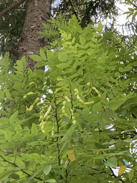 IMG_8667.JPG?type=w580