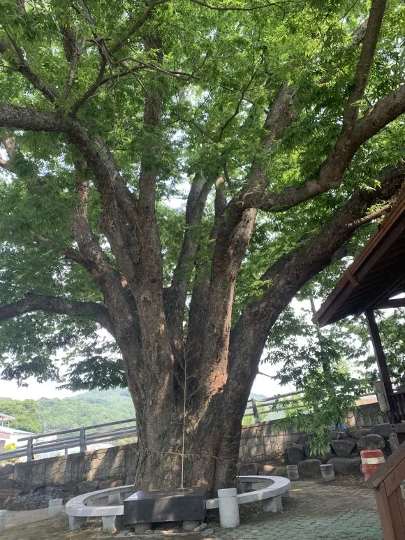 %EB%8A%90%ED%8B%B0%EB%82%98%EB%AC%B4.JPG?type=w580