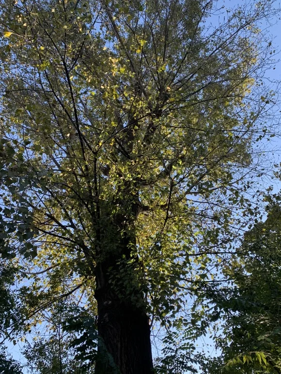 IMG_0496.JPG?type=w580