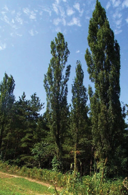 %EB%AF%B8%EB%A3%A8%EB%82%98%EB%AC%B4.jpg?type=w580