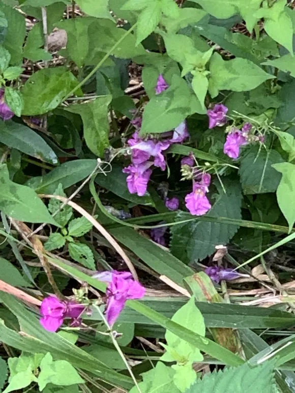 IMG_9247.JPG?type=w580