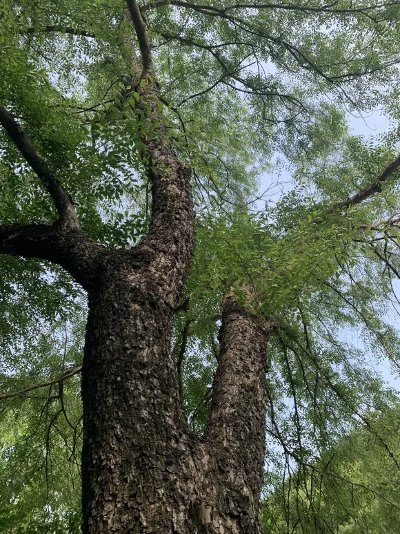 IMG_7177.JPG?type=w580