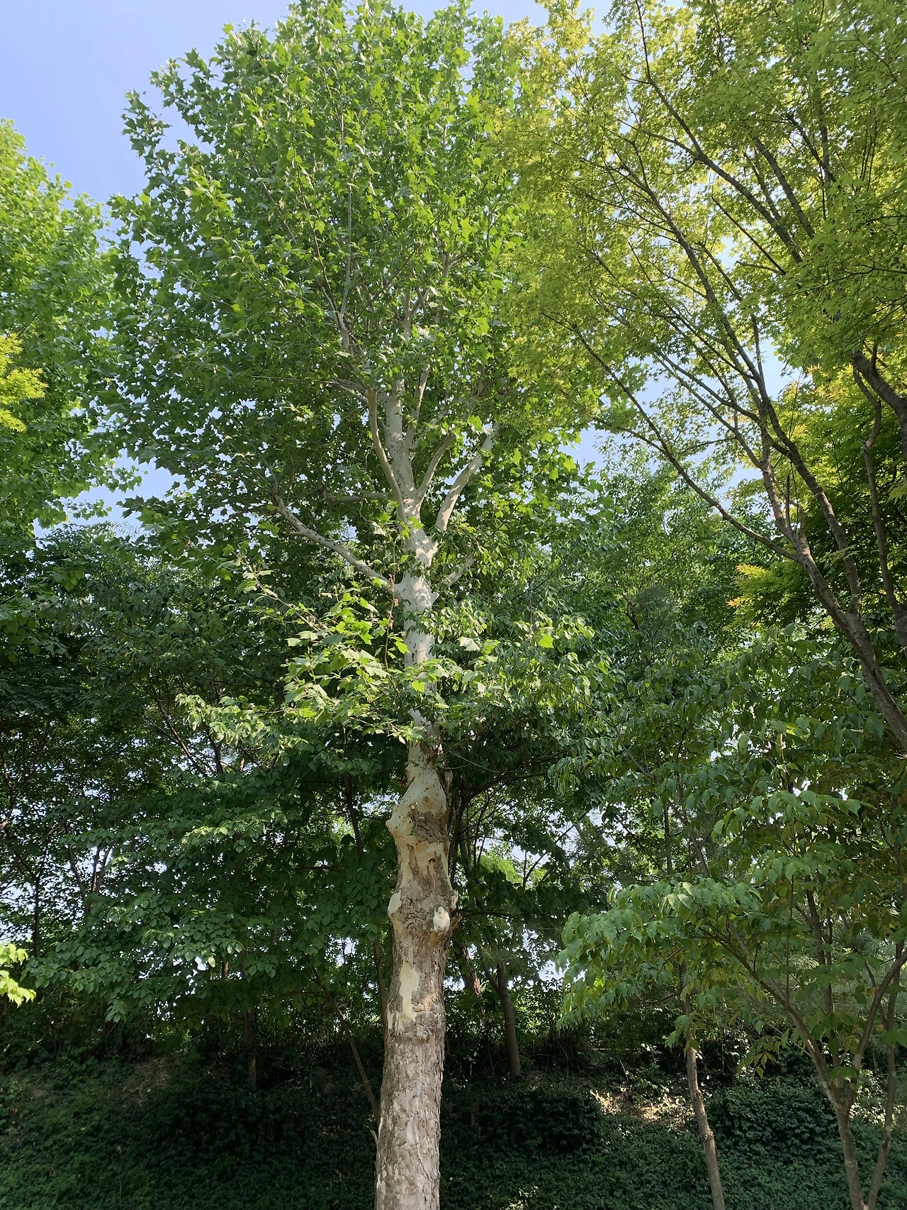 IMG_7133.JPG?type=w3840