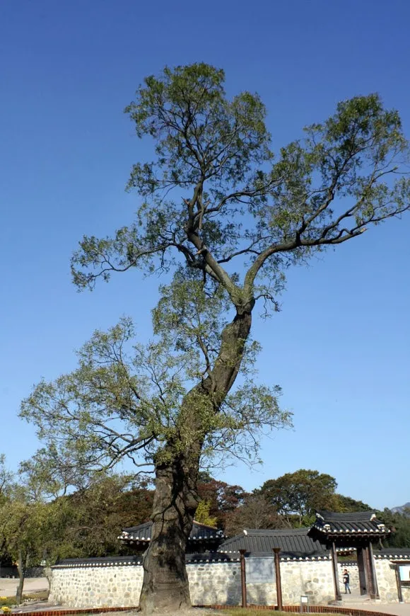 800px-%ED%9A%8C%ED%99%94%EB%82%98%EB%AC%B4_%EC%84%9C%EC%82%B0_10_10_28.jpg?type=w580