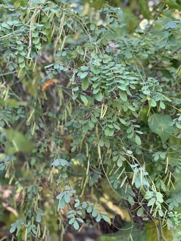 %EC%8B%B8%EB%A6%AC%EC%97%B4%EB%A7%A4.JPG?type=w580