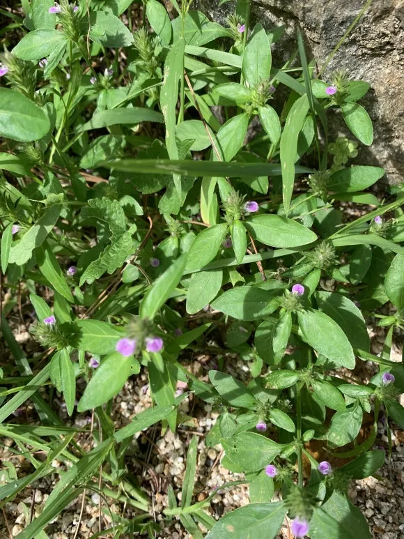 IMG_9514.JPG?type=w580