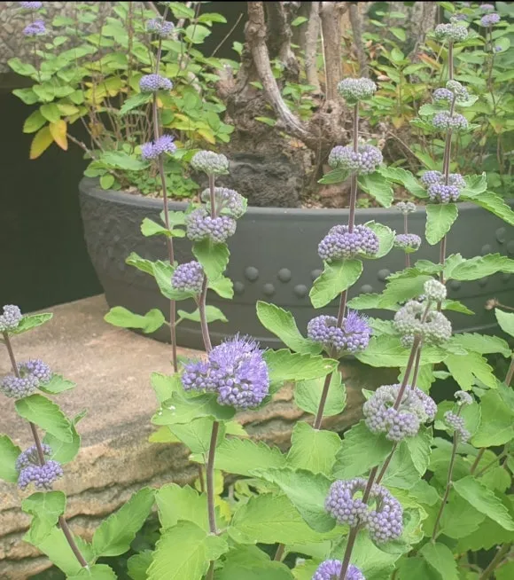 IMG_9489.JPG?type=w580